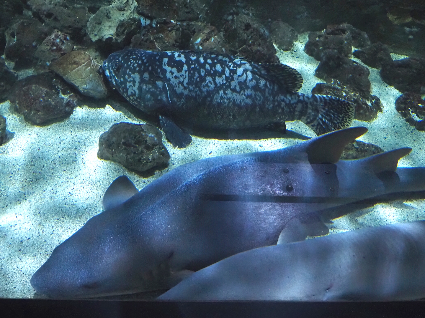 Tawny nurse sharks Nebrius ferrugineus) and  Giant grouper (Epinephelus lanceolatus), 2024-09-17