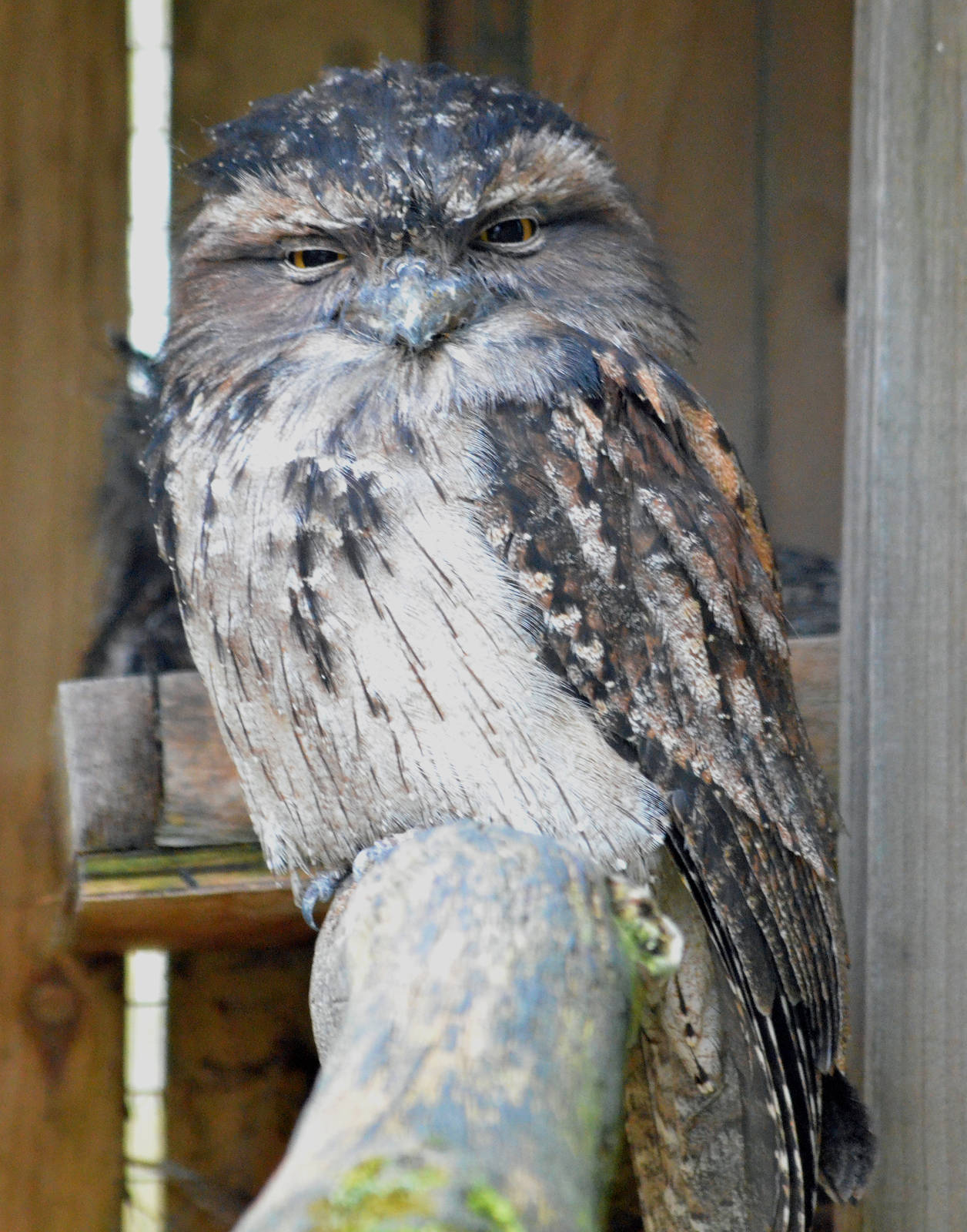 Tawny or Freckled frogmouth