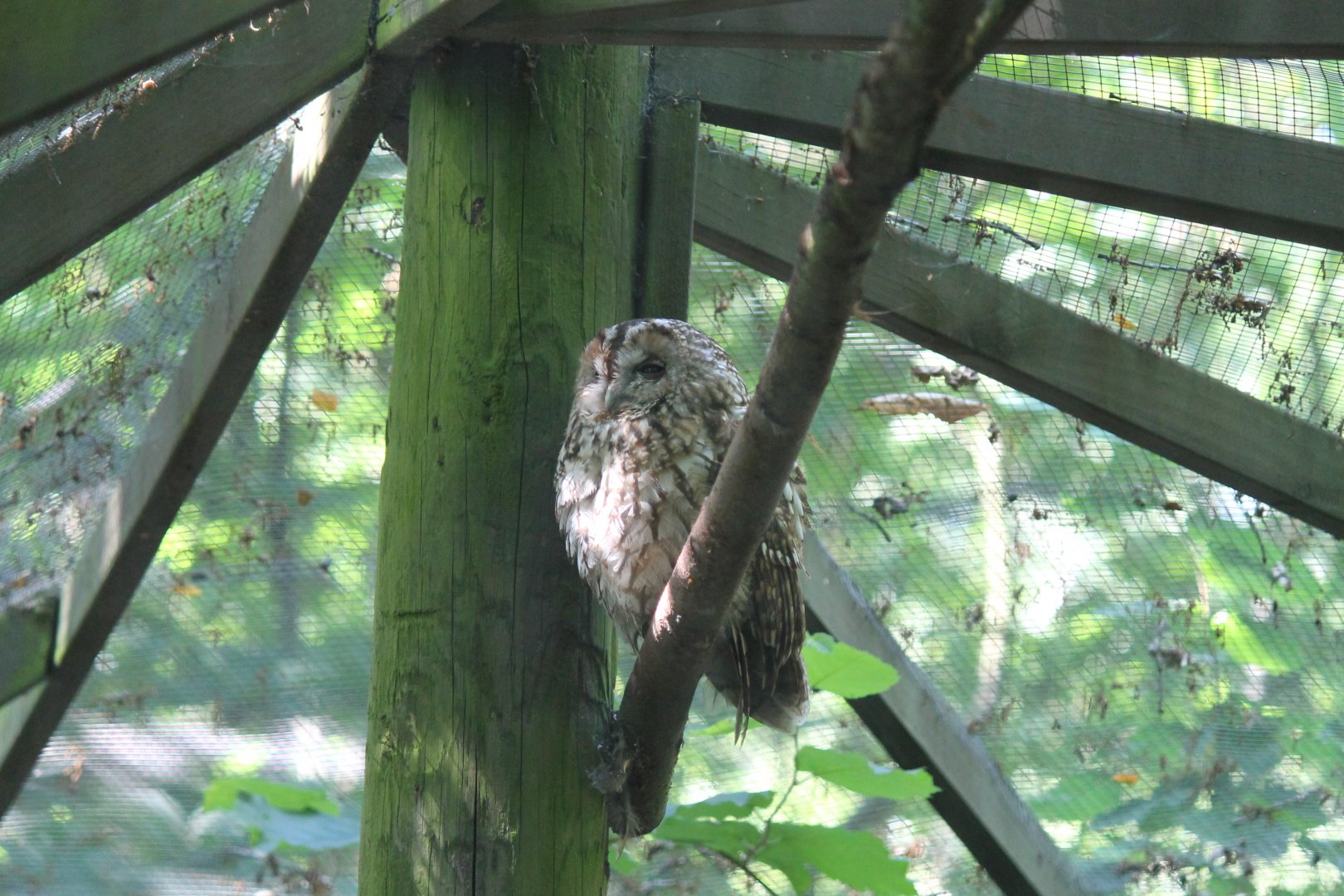 Tawny Owl (2011)