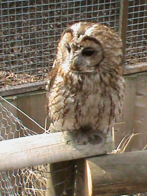 Tawny owl 300411