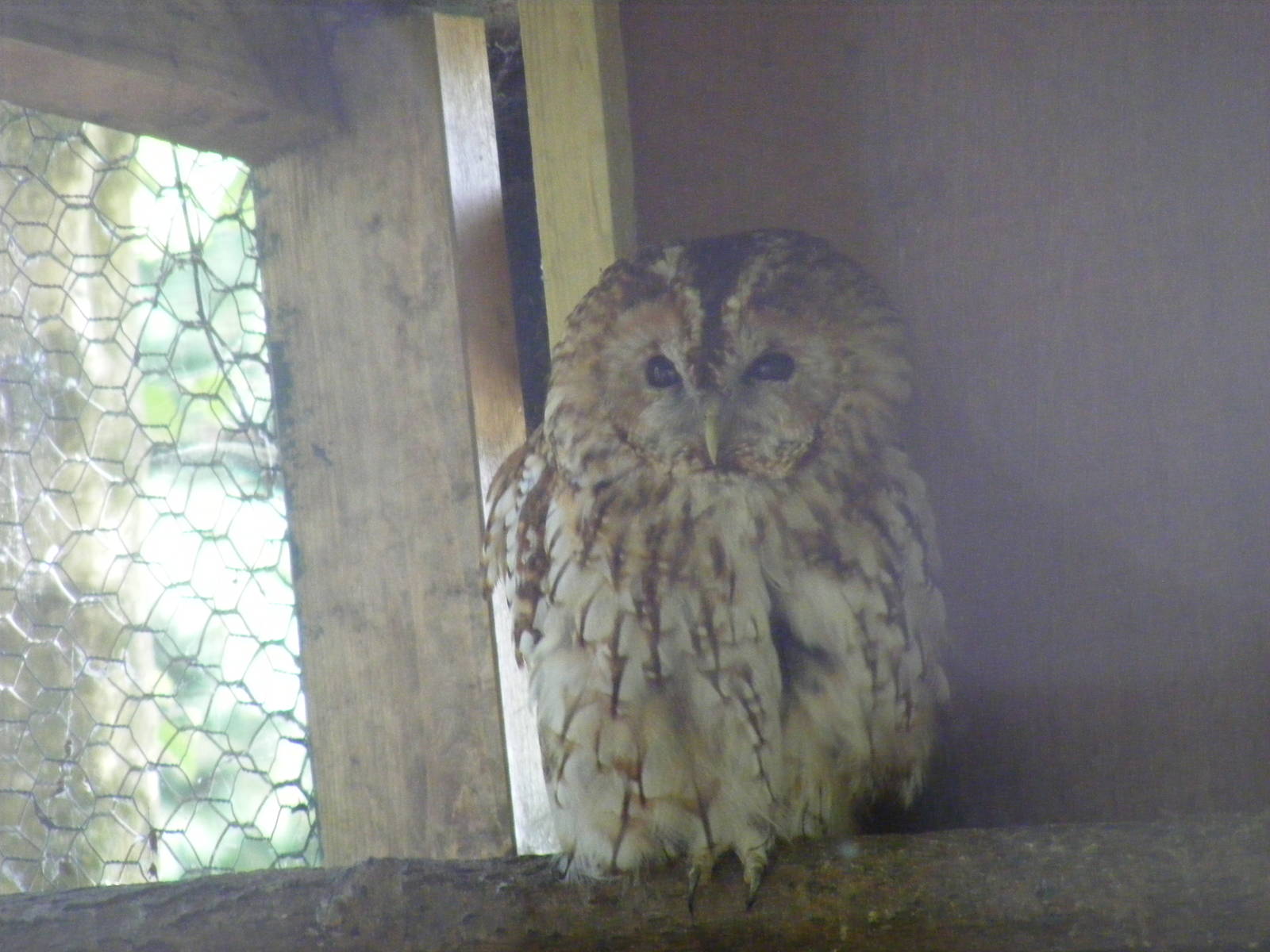 Tawny owl at Birdworld, 20 June 2010