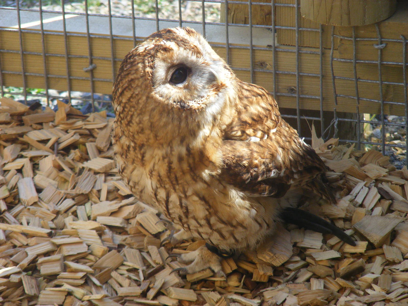 Tawny owl at Folly Farm Zoo, 2 May 2010