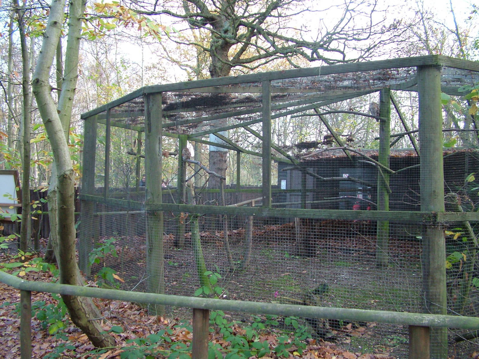 Tawny Owl aviary at Wildwood 28/11/09