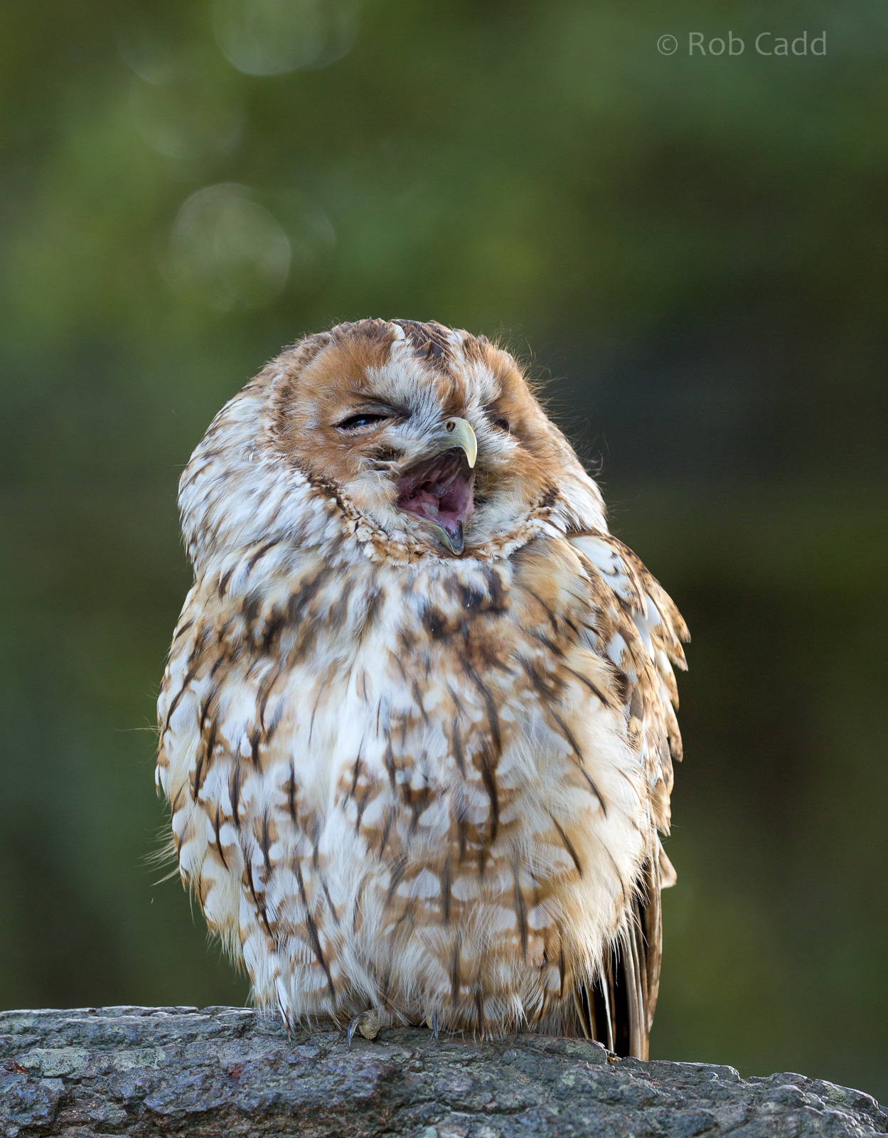 Tawny owl : British Wildlife Centre : 05 Oct 2018