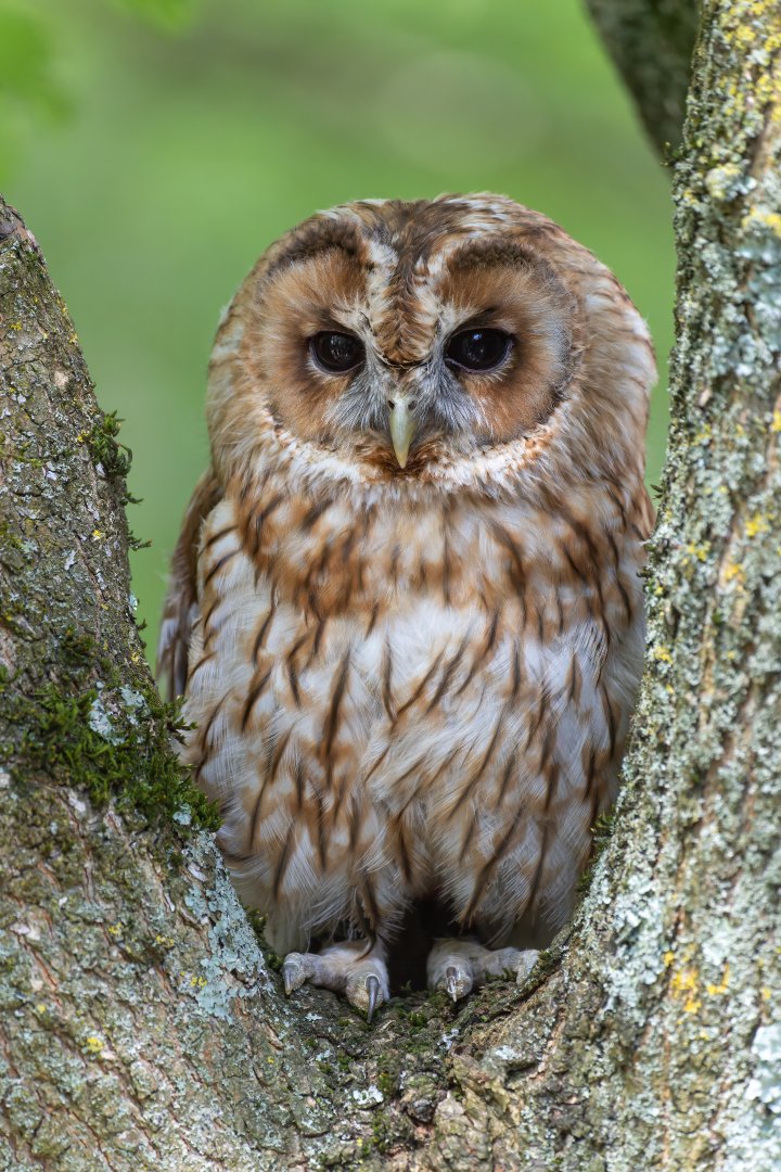 Tawny owl, British wildlife centre, UK