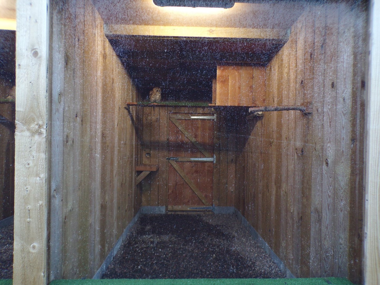 Tawny owl cage