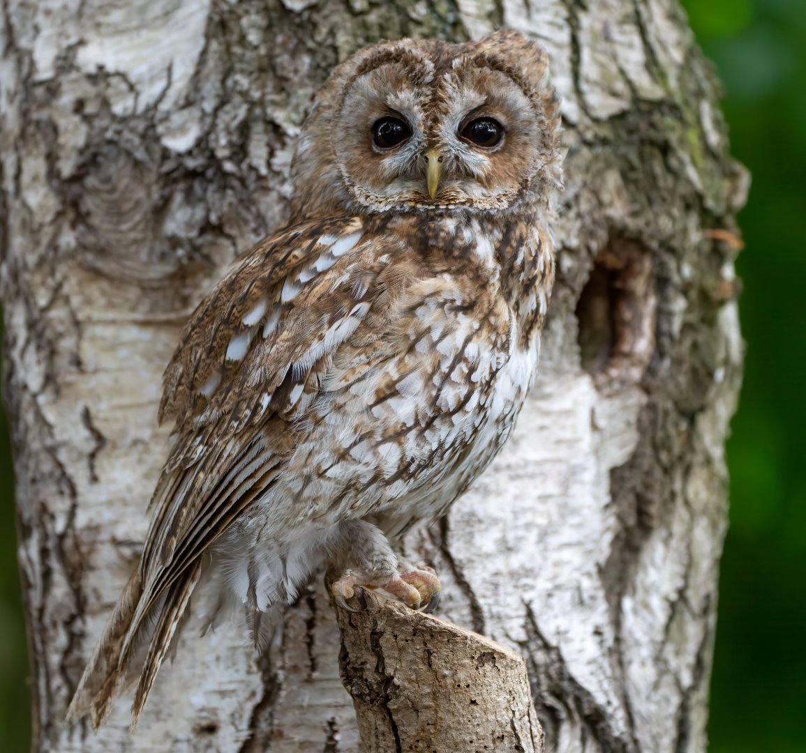 Tawny owl, Hawk conservancy trust, UK