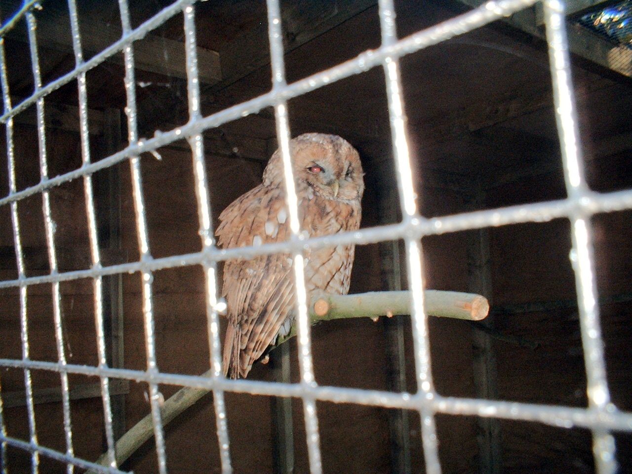 Tawny owl (I think) at The Hawk Conservancy in Andover, 12 October 2008