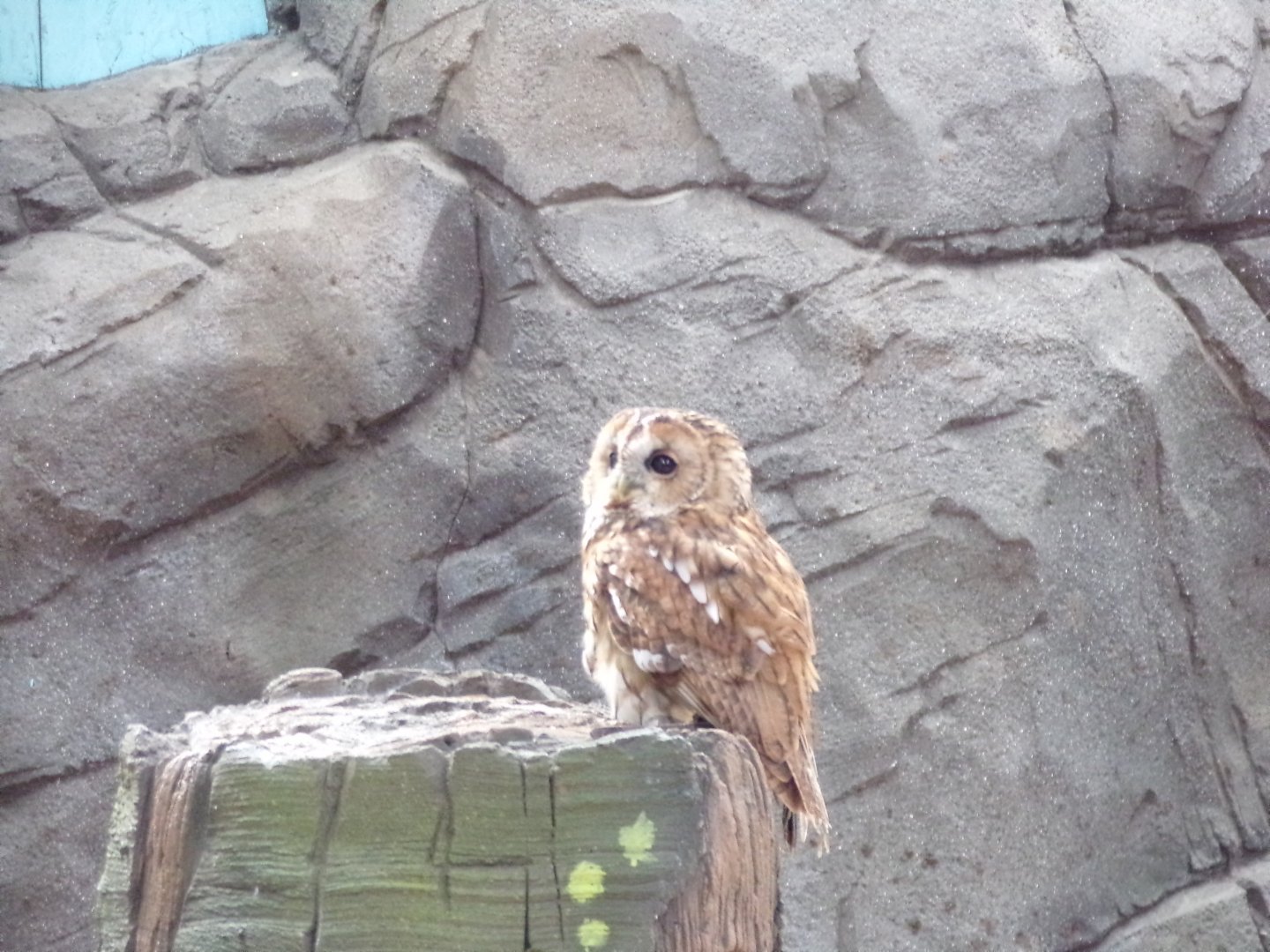 Tawny Owl in bird display 14.10.23
