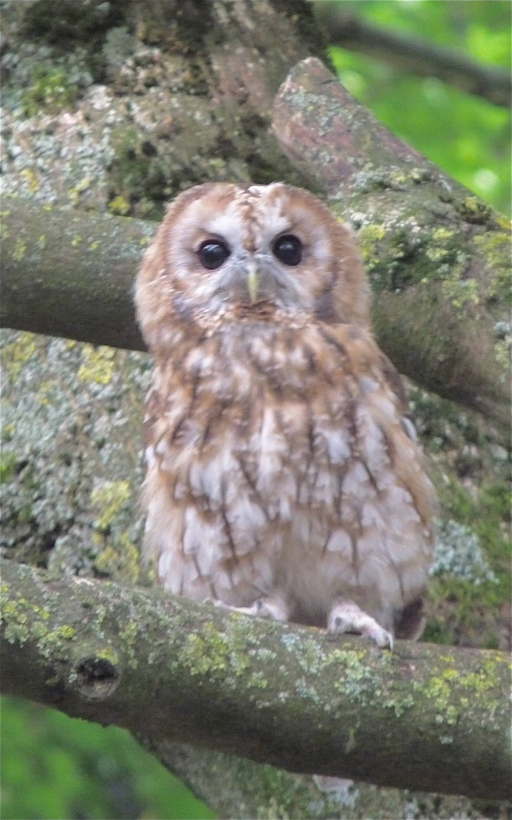 Tawny Owl in Woodland Owls and Hawks Display