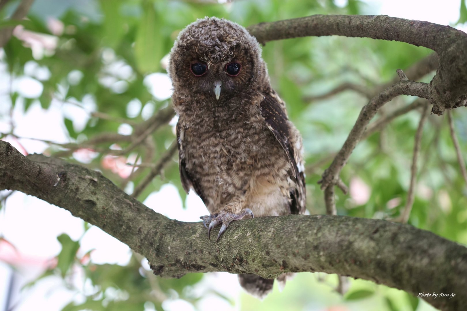 Tawny owl juv.