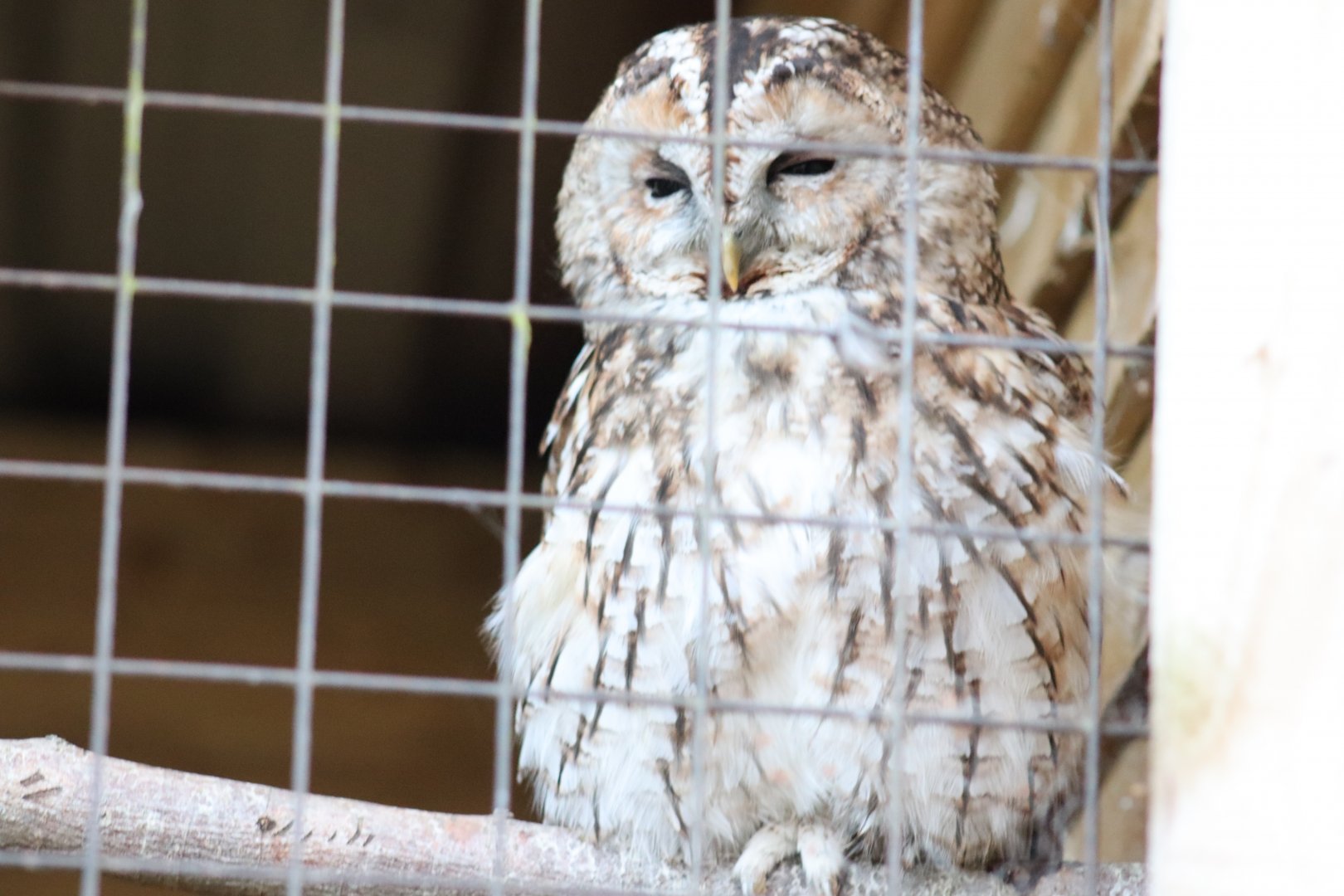 Tawny Owl [Nov 2021]