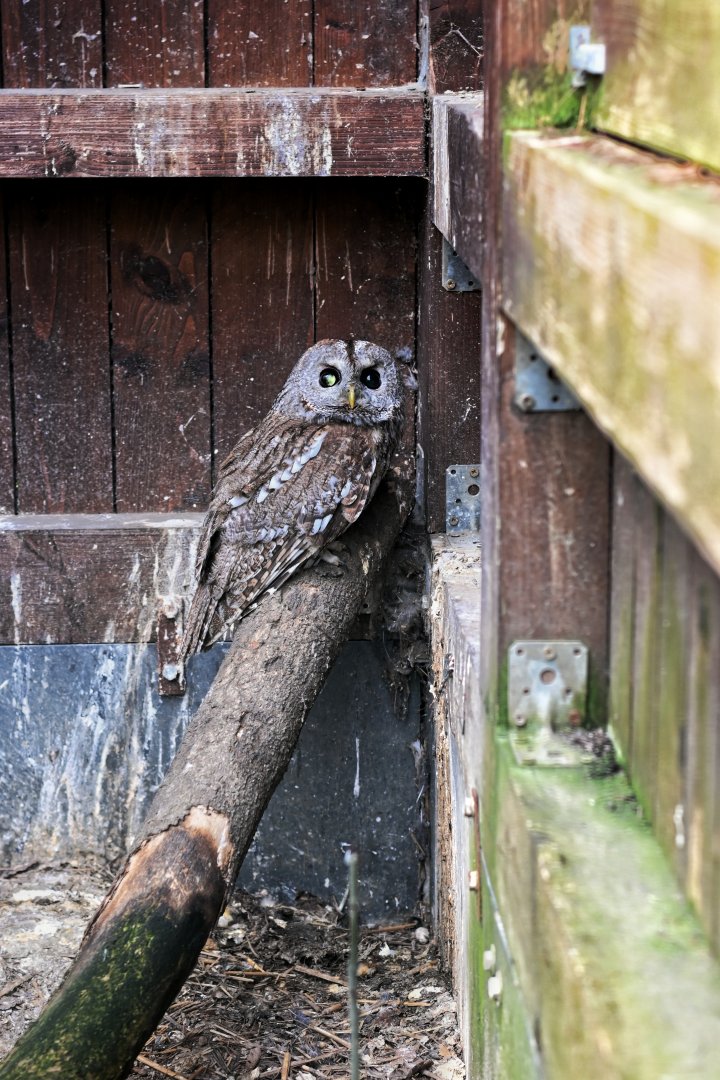 Tawny owl - Ornis