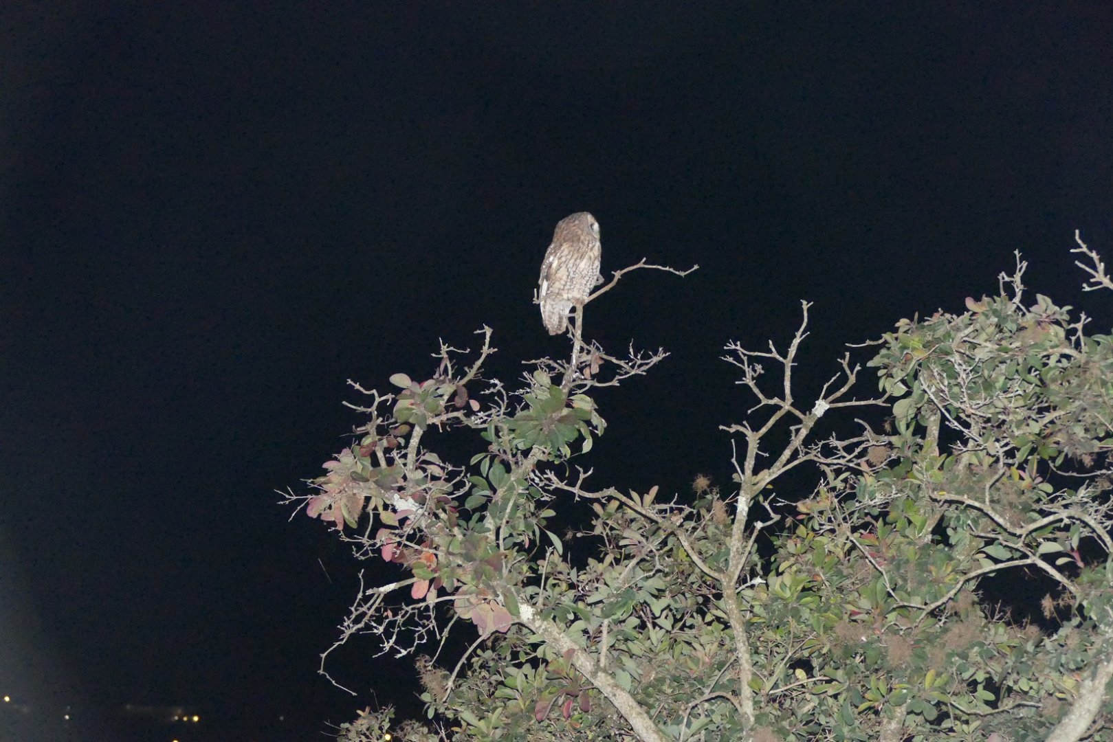 Tawny Owl, Paignton, October 2021