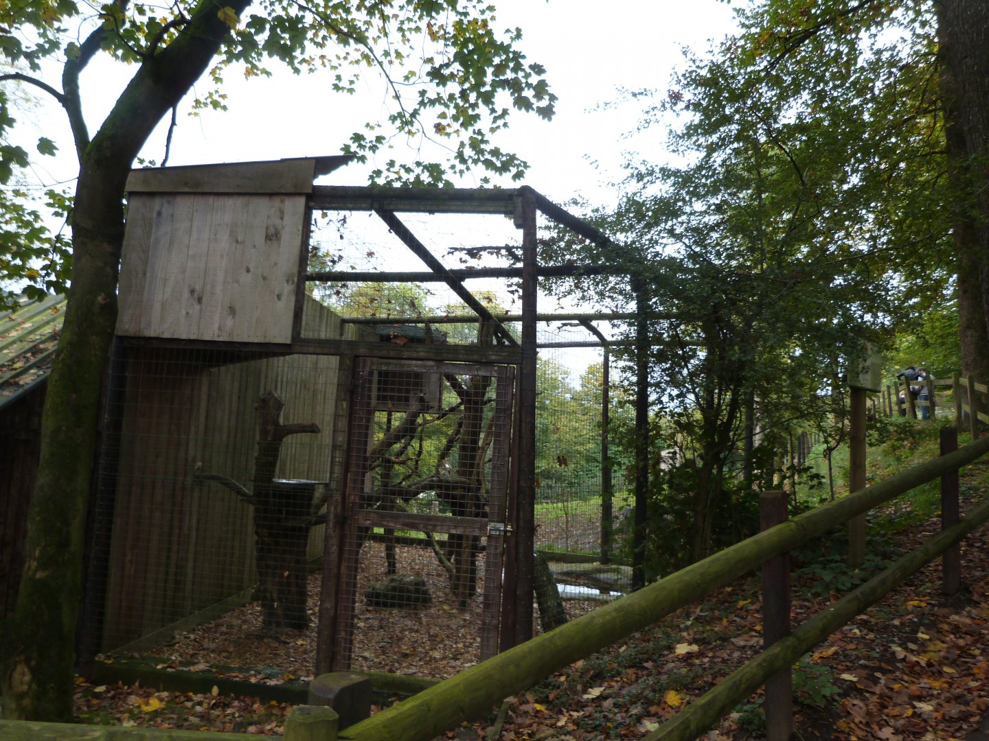 Tawny Owl - Parc animalier de Bouillon