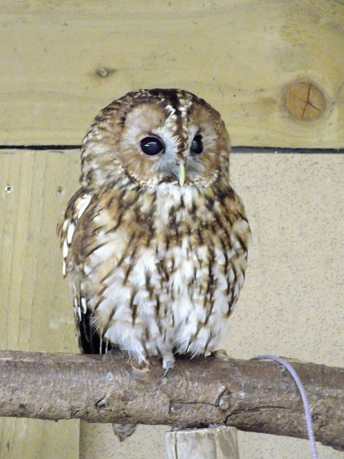 Tawny Owl- Small Breeds Farm Park and Owl Centre