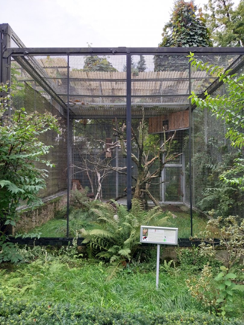 Tawny Owl (Strix aluco) aviary
