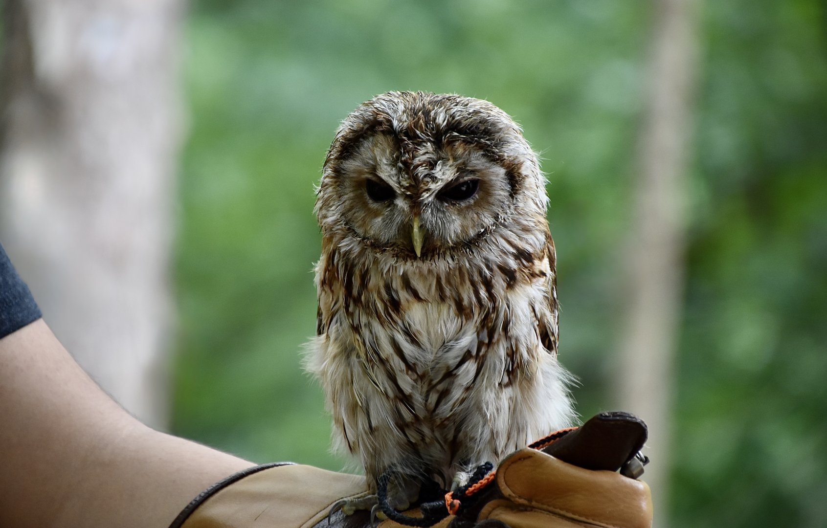 Tawny Owl (Strix aluco) - "Peabody"