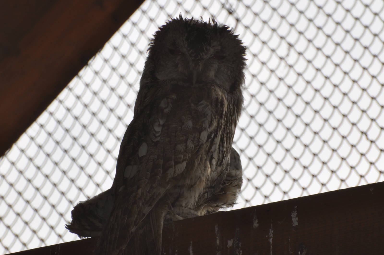 Tawny owl/ Strix aluco