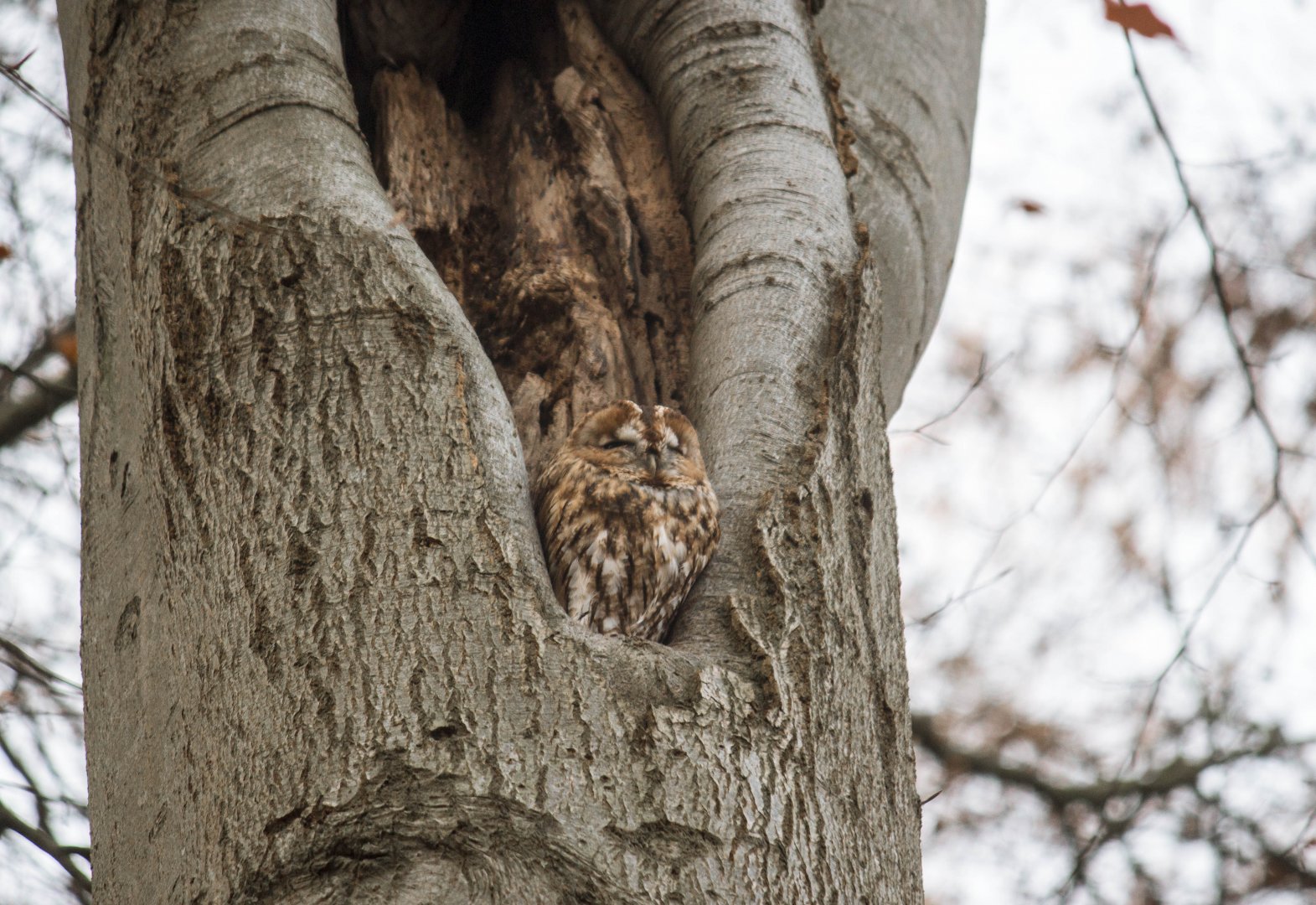 Tawny owl, Strix aluco