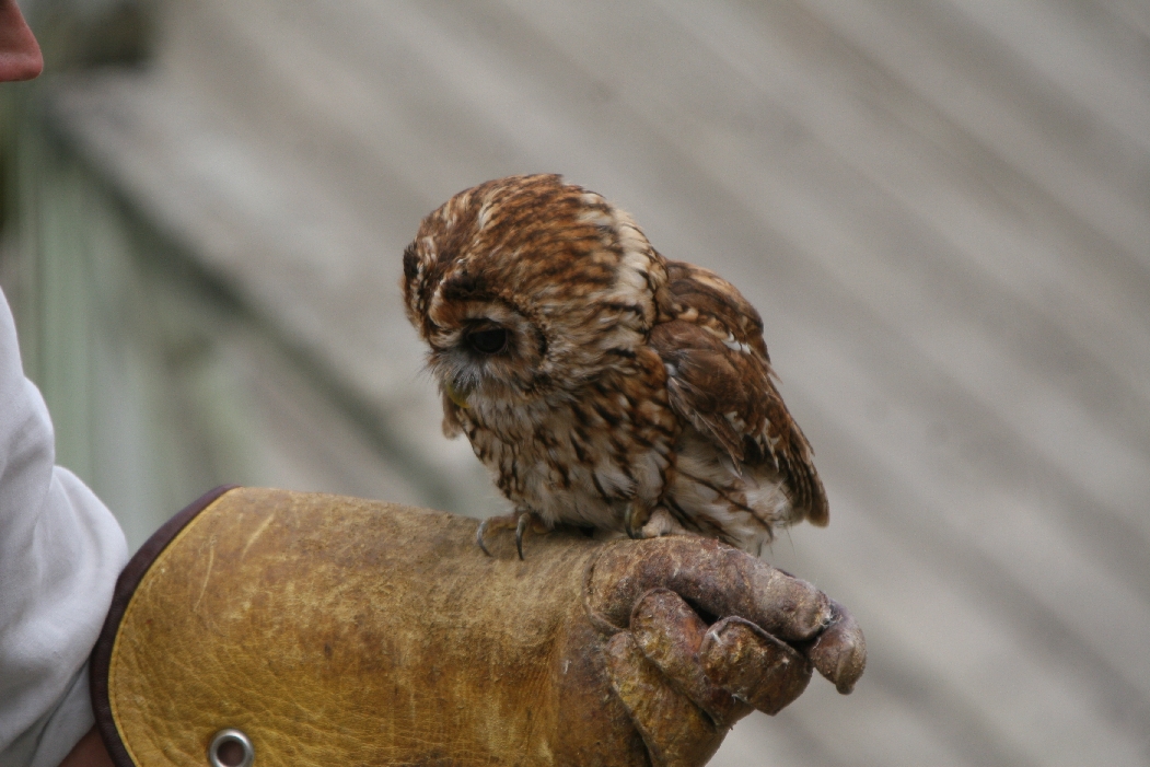 Tawny Owl