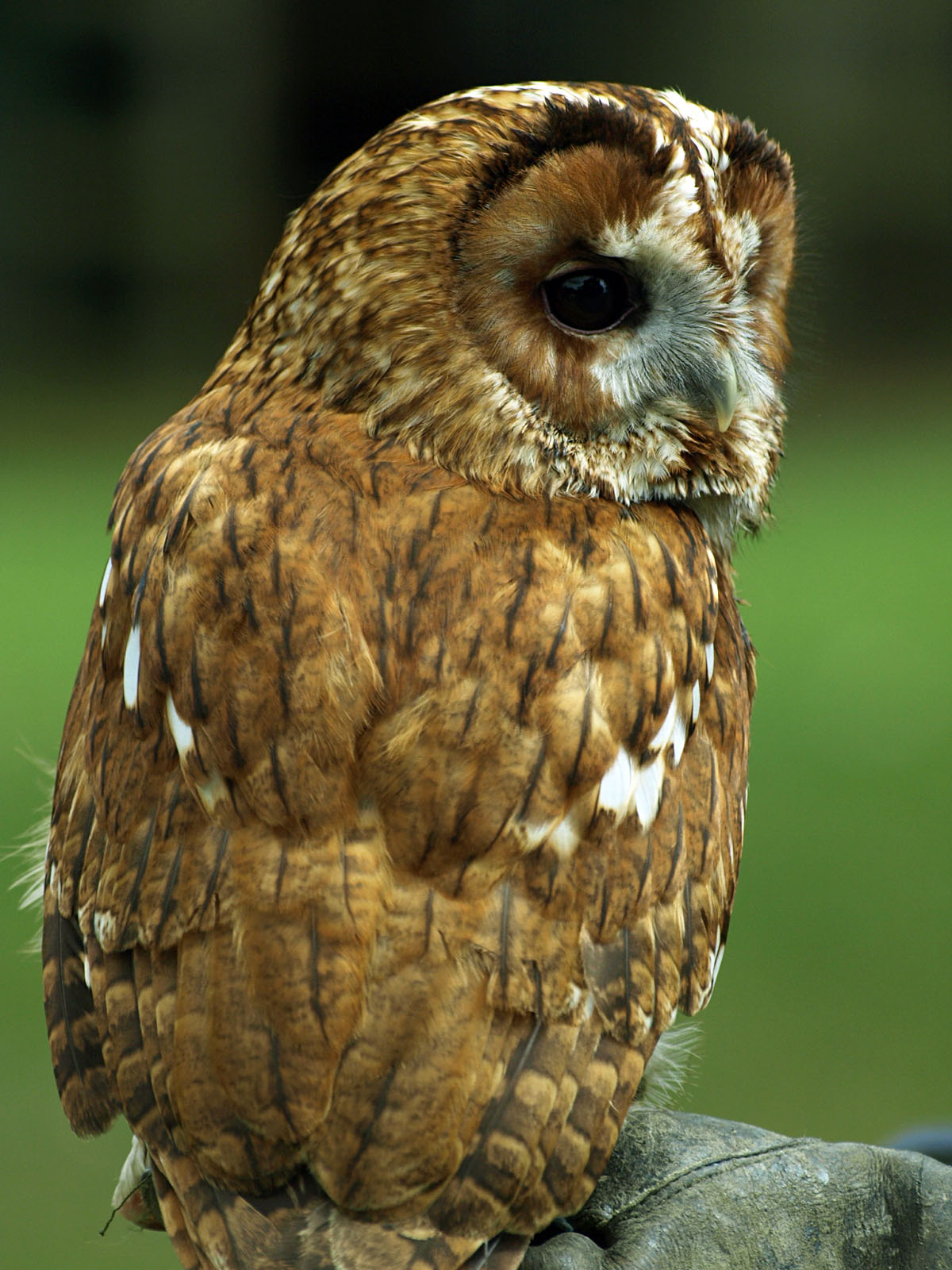 Tawny owl