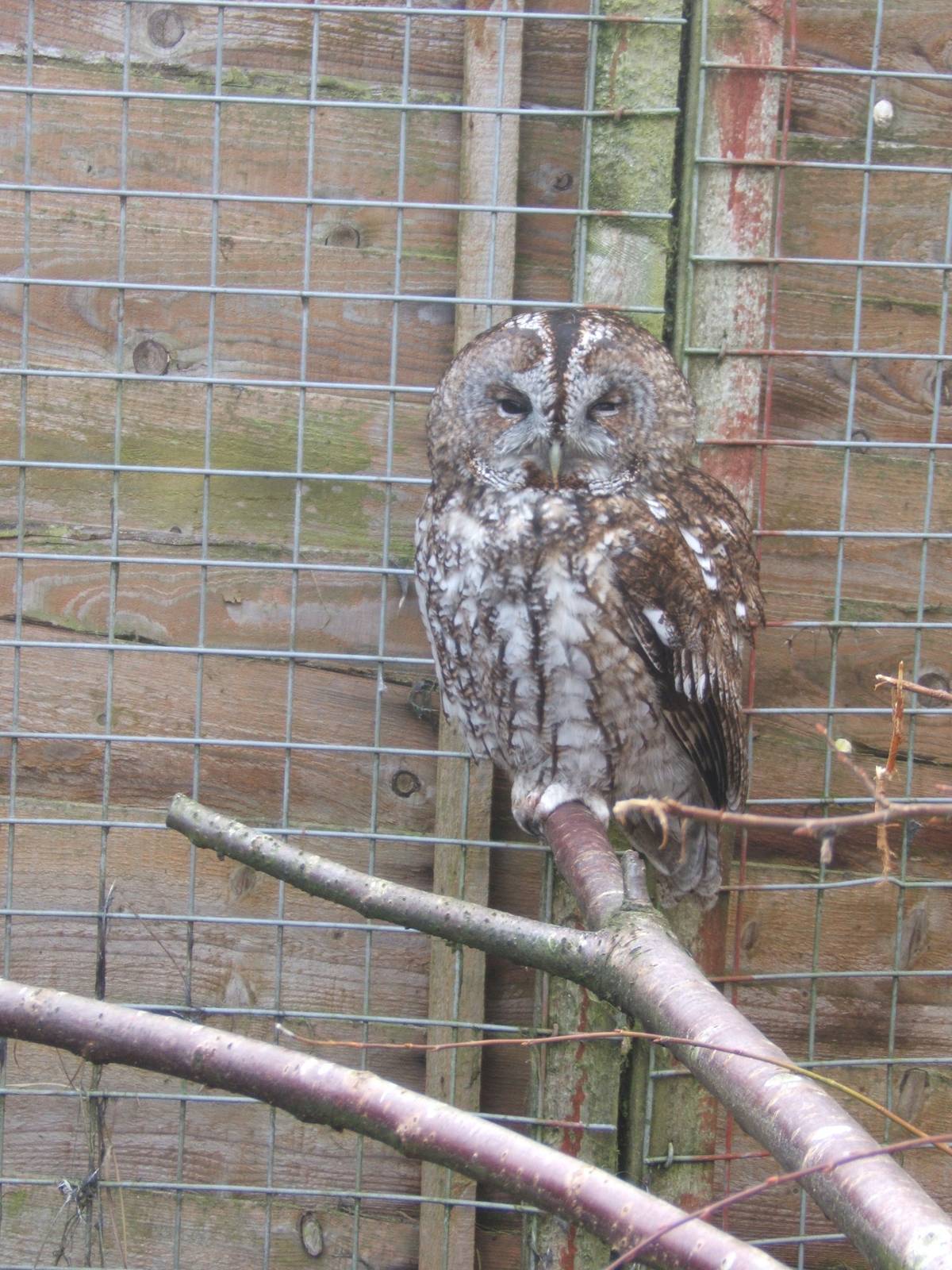 Tawny Owl