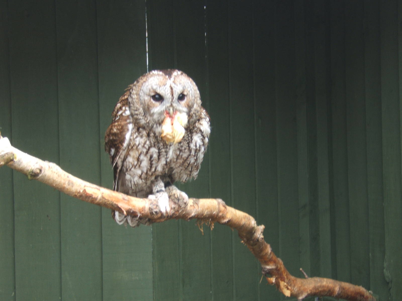 Tawny Owl