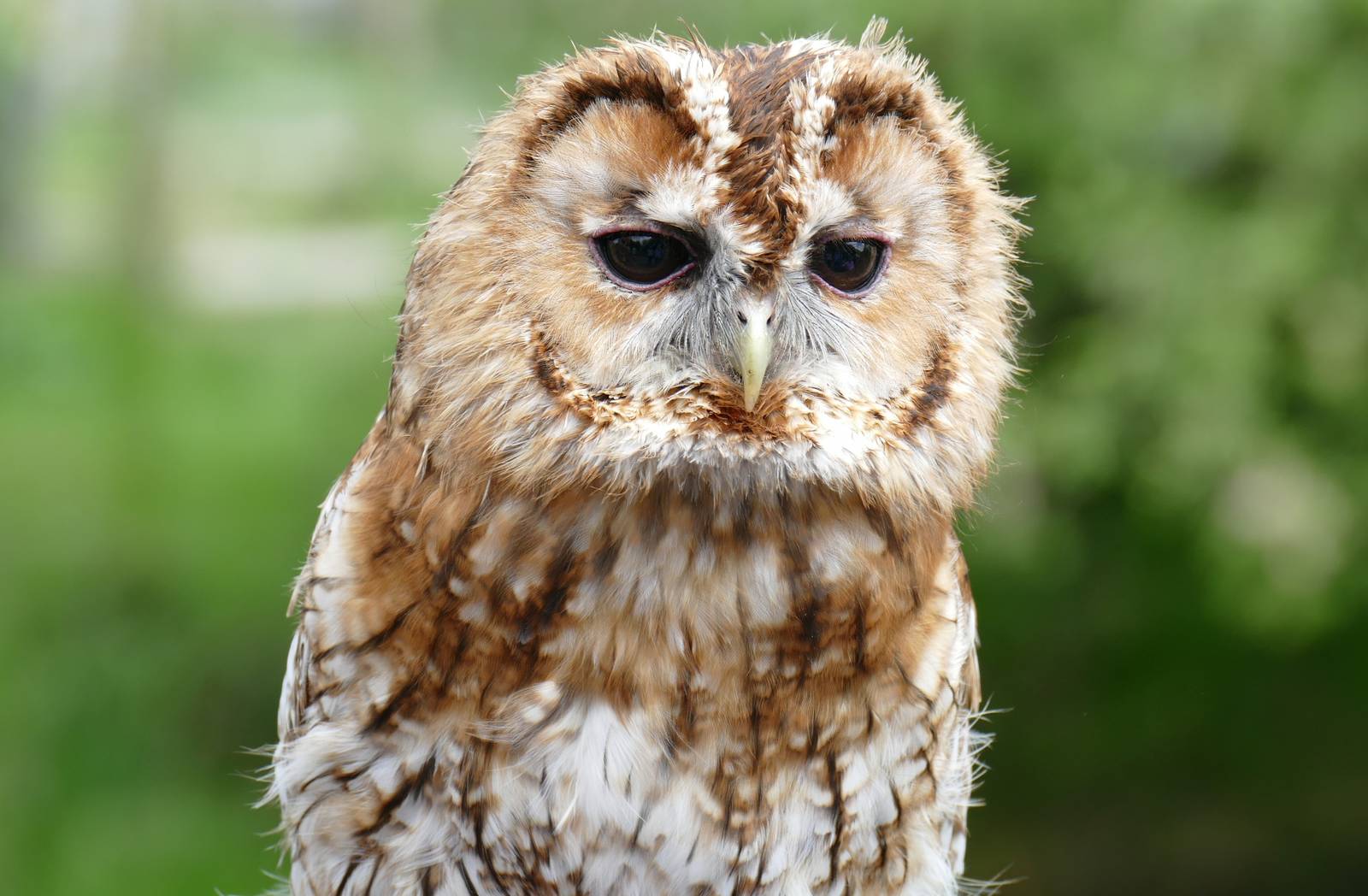Tawny Owl