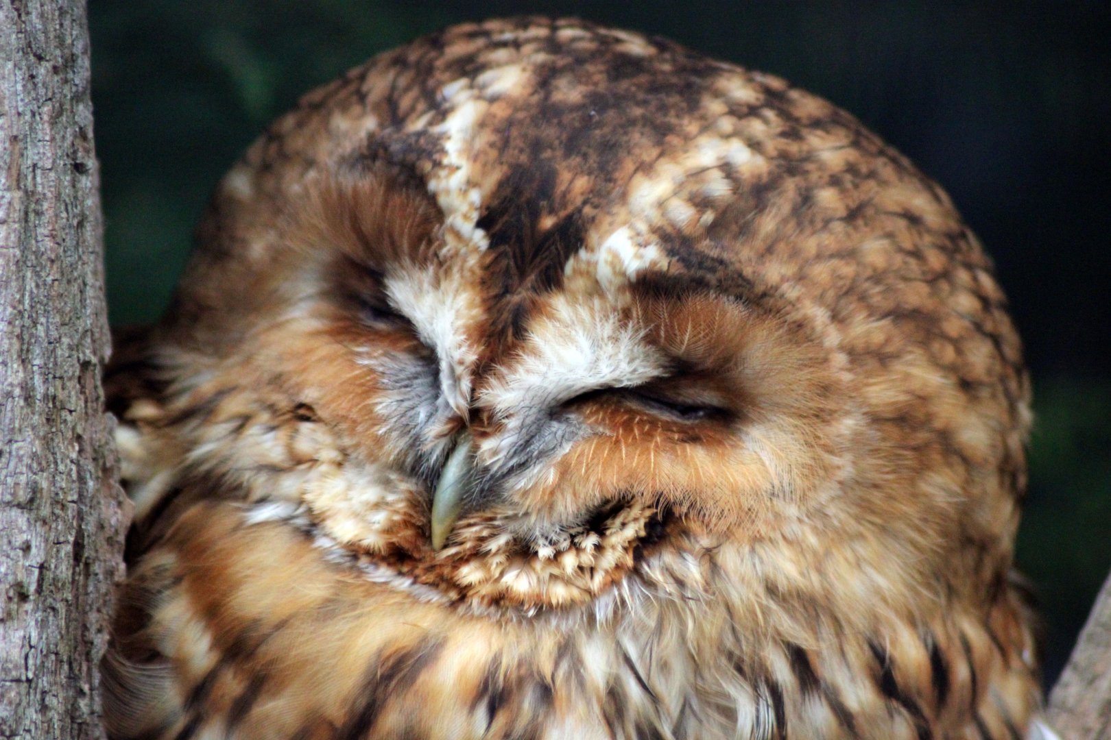 Tawny Owl