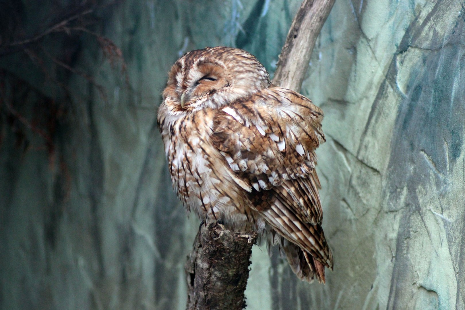 Tawny Owl