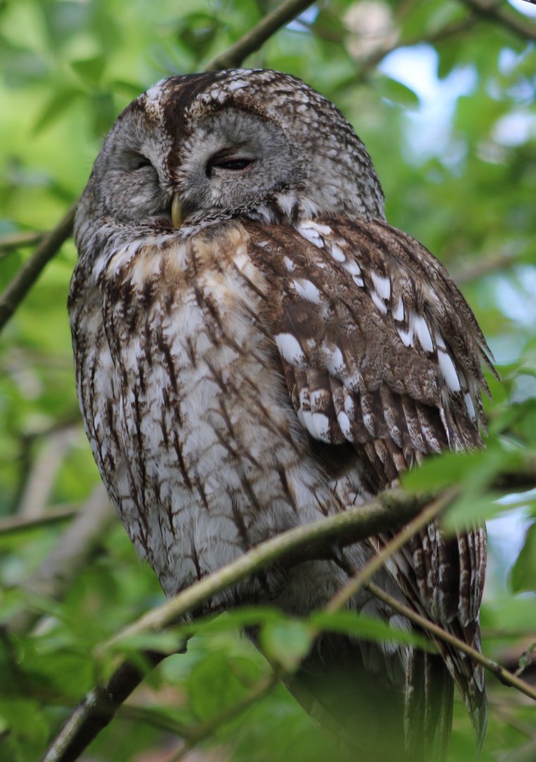 Tawny owl