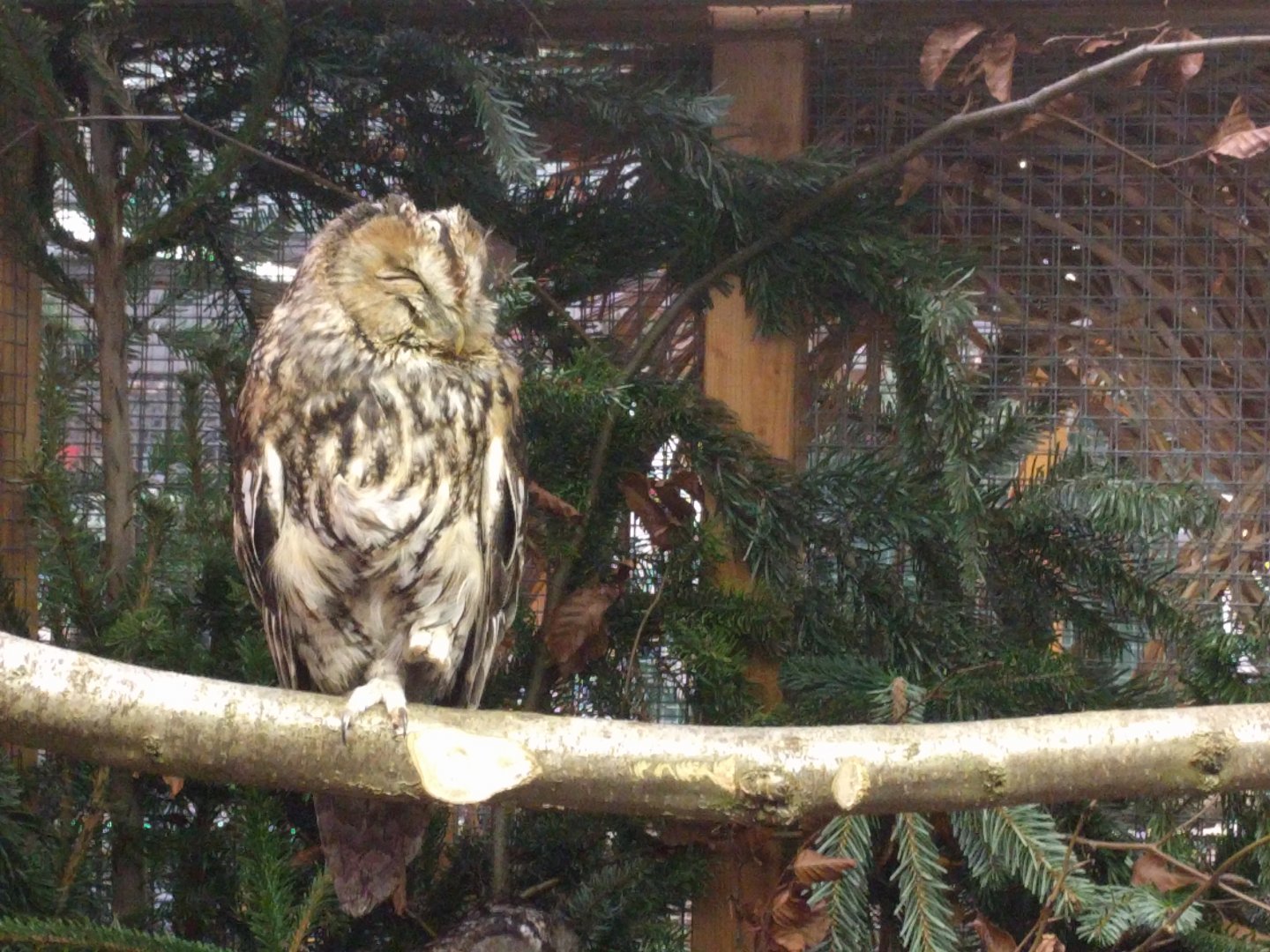 Tawny Owl
