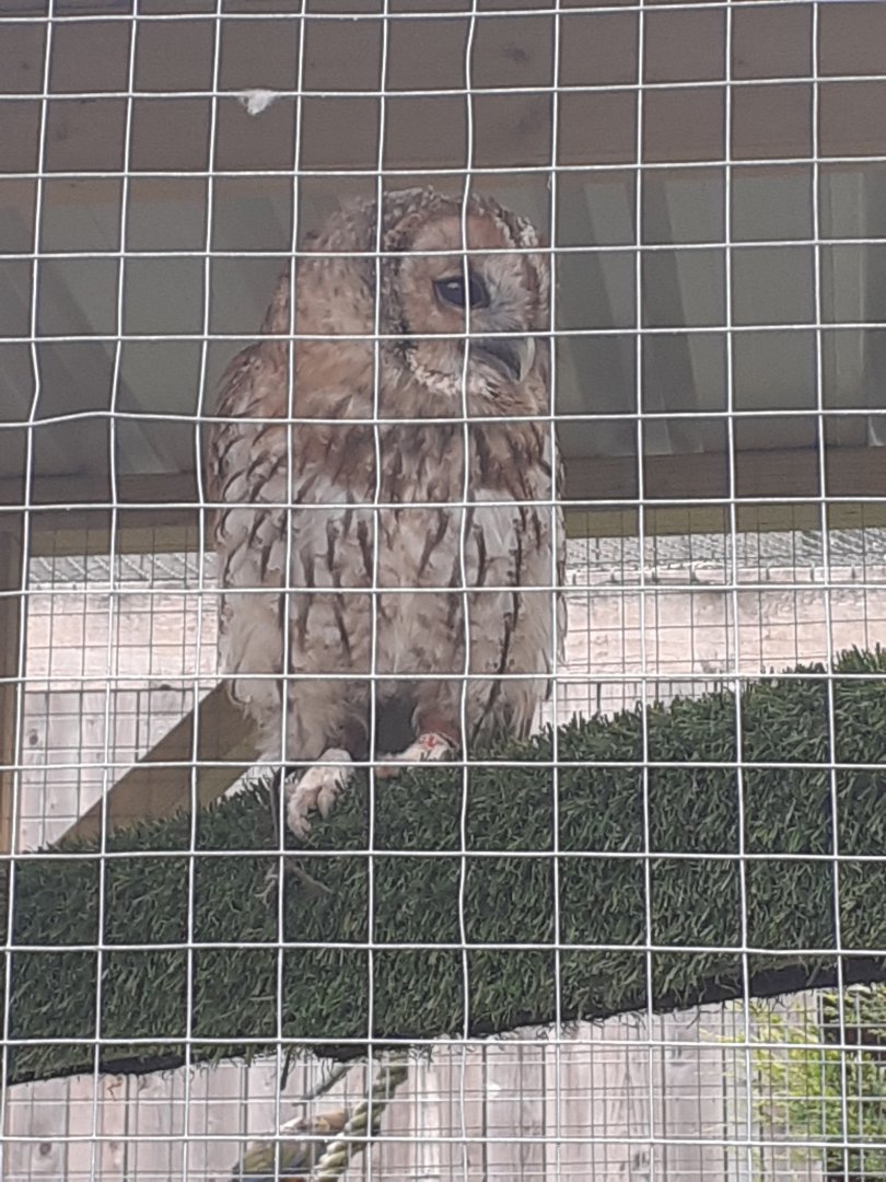 Tawny owl