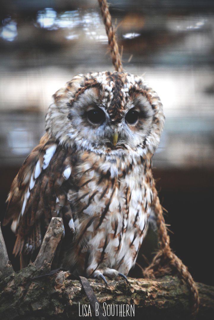 Tawny Owl