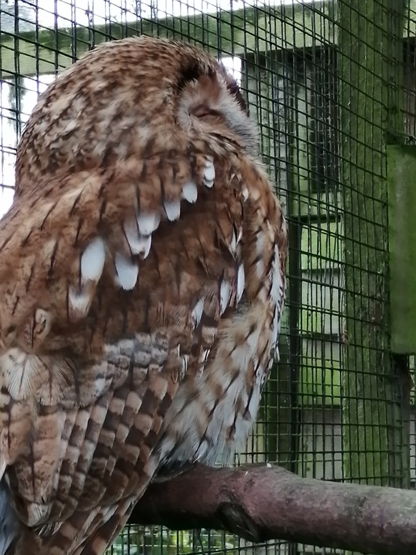 Tawny Owl