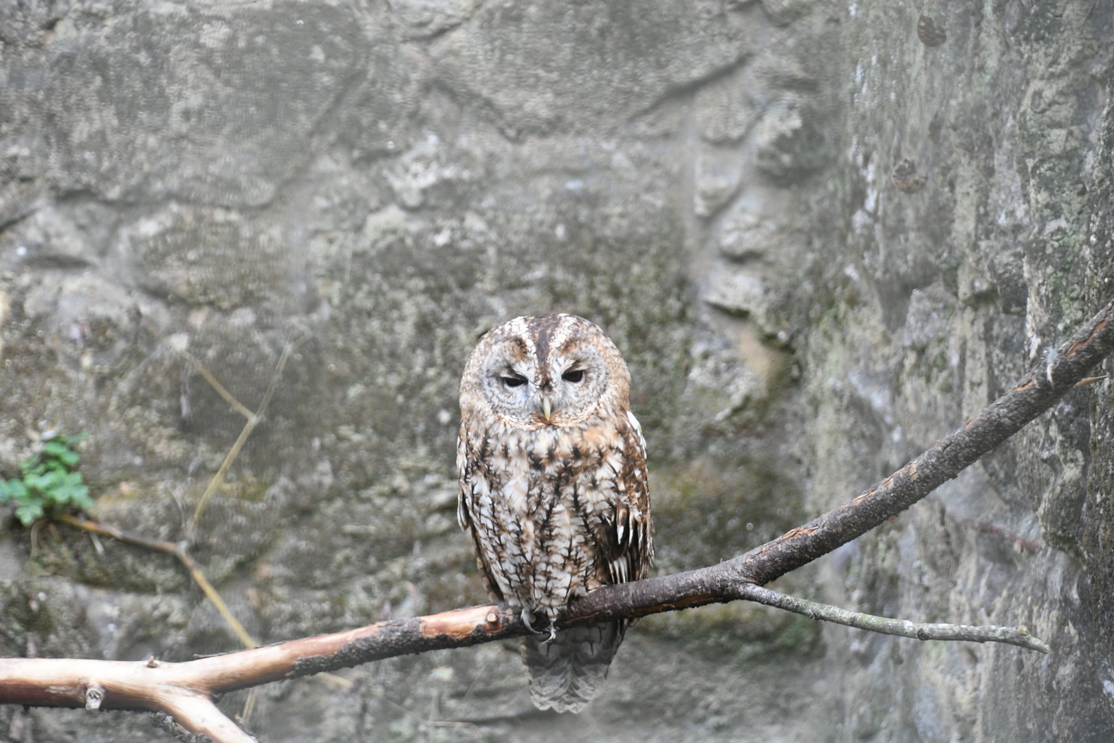 Tawny Owl