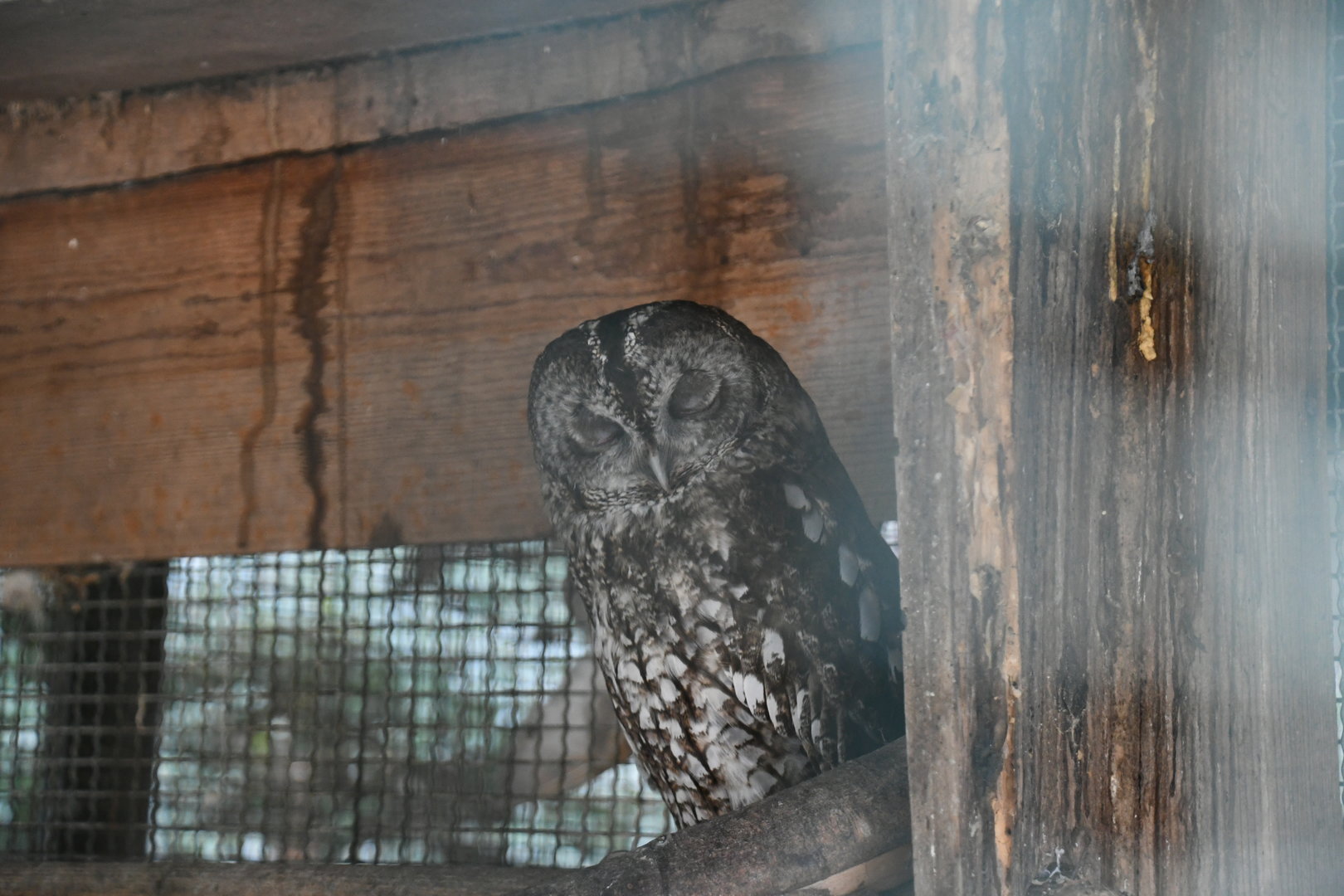Tawny Owl