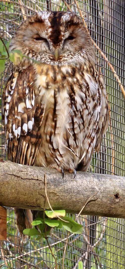 Tawny owl