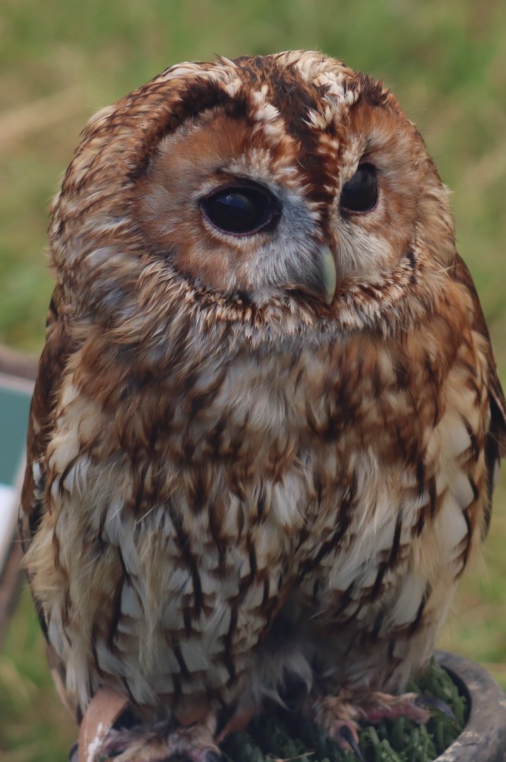 Tawny Owl