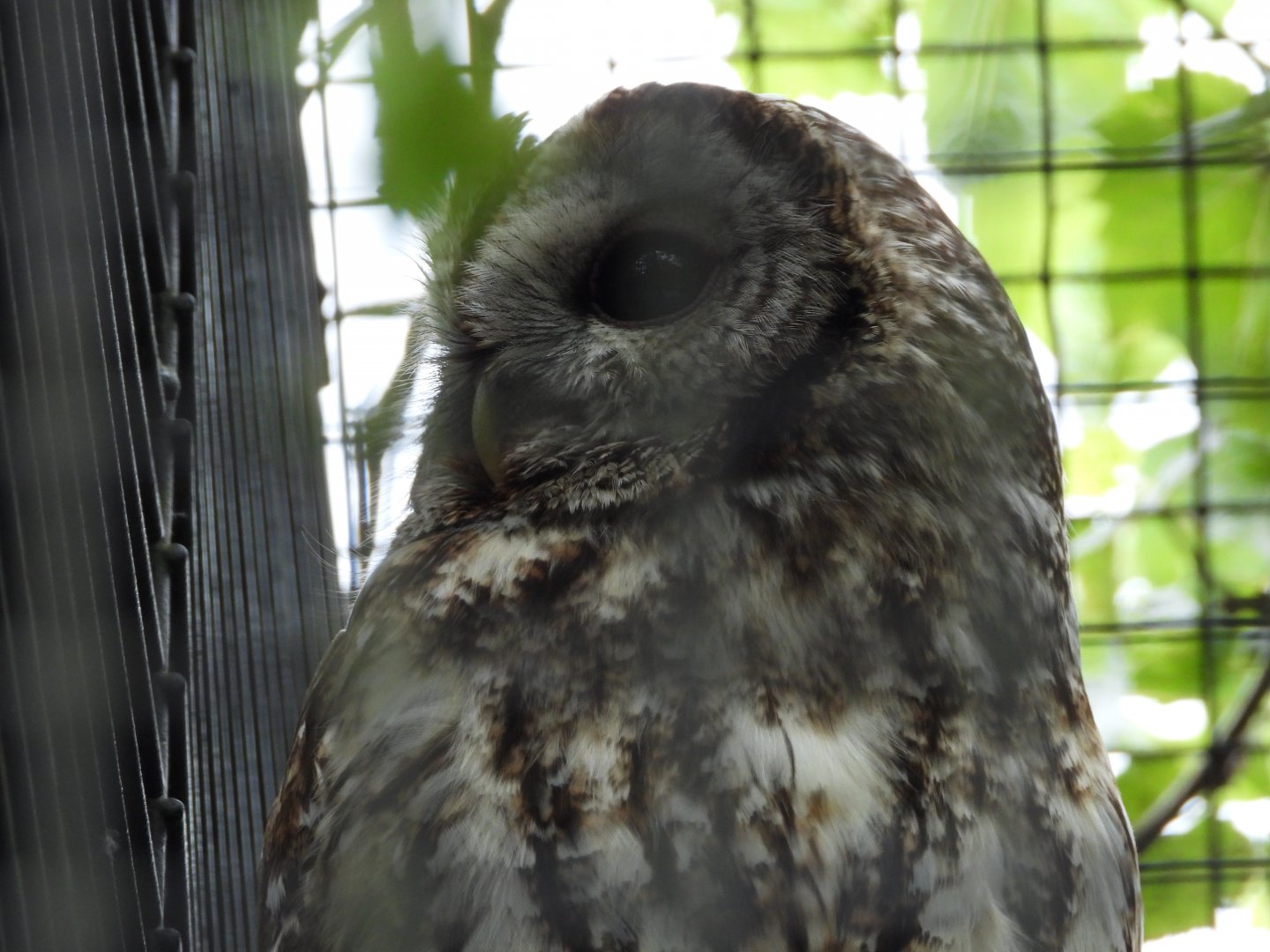 Tawny owl