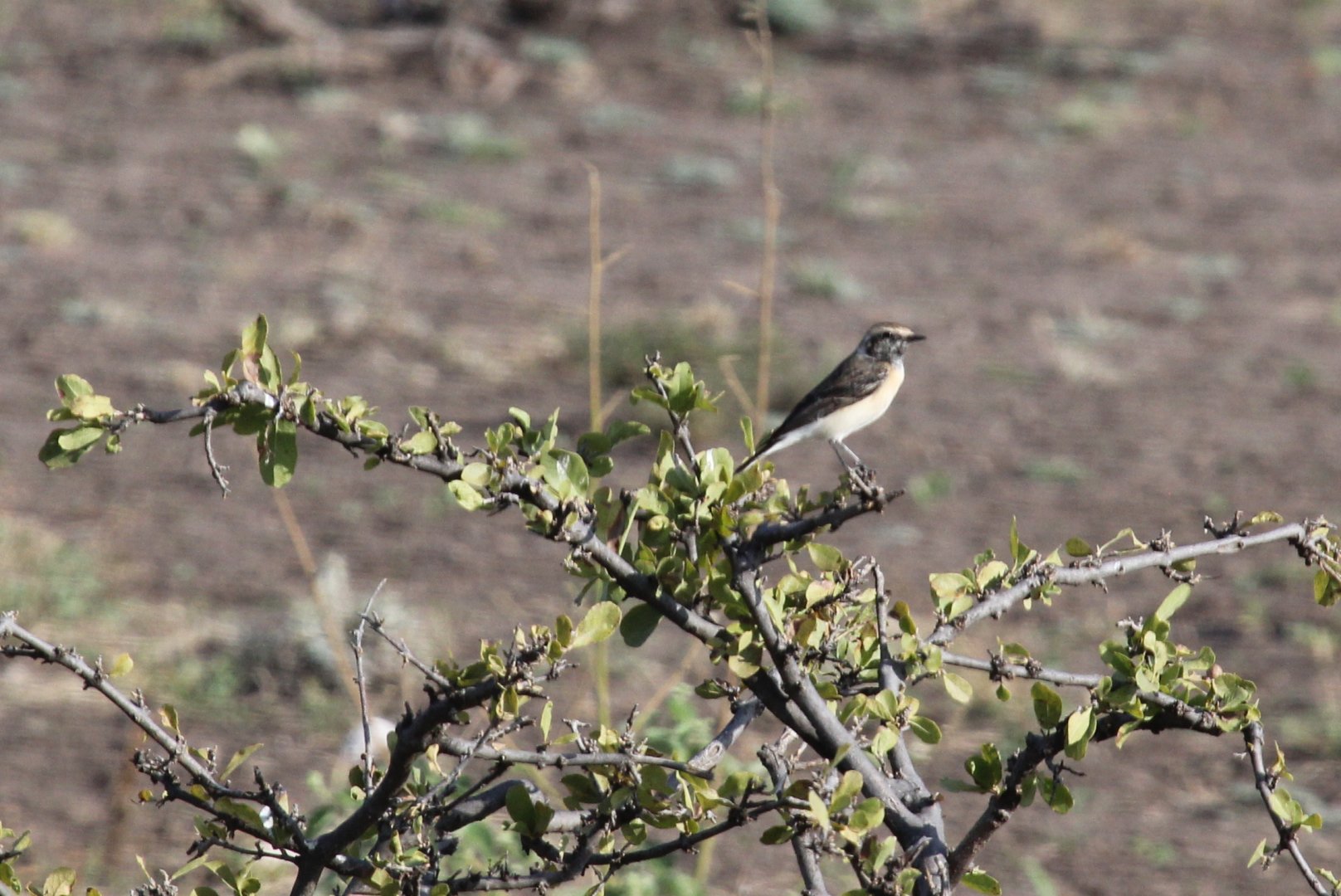 Tawny Pipit (Anthus campestris) ID?