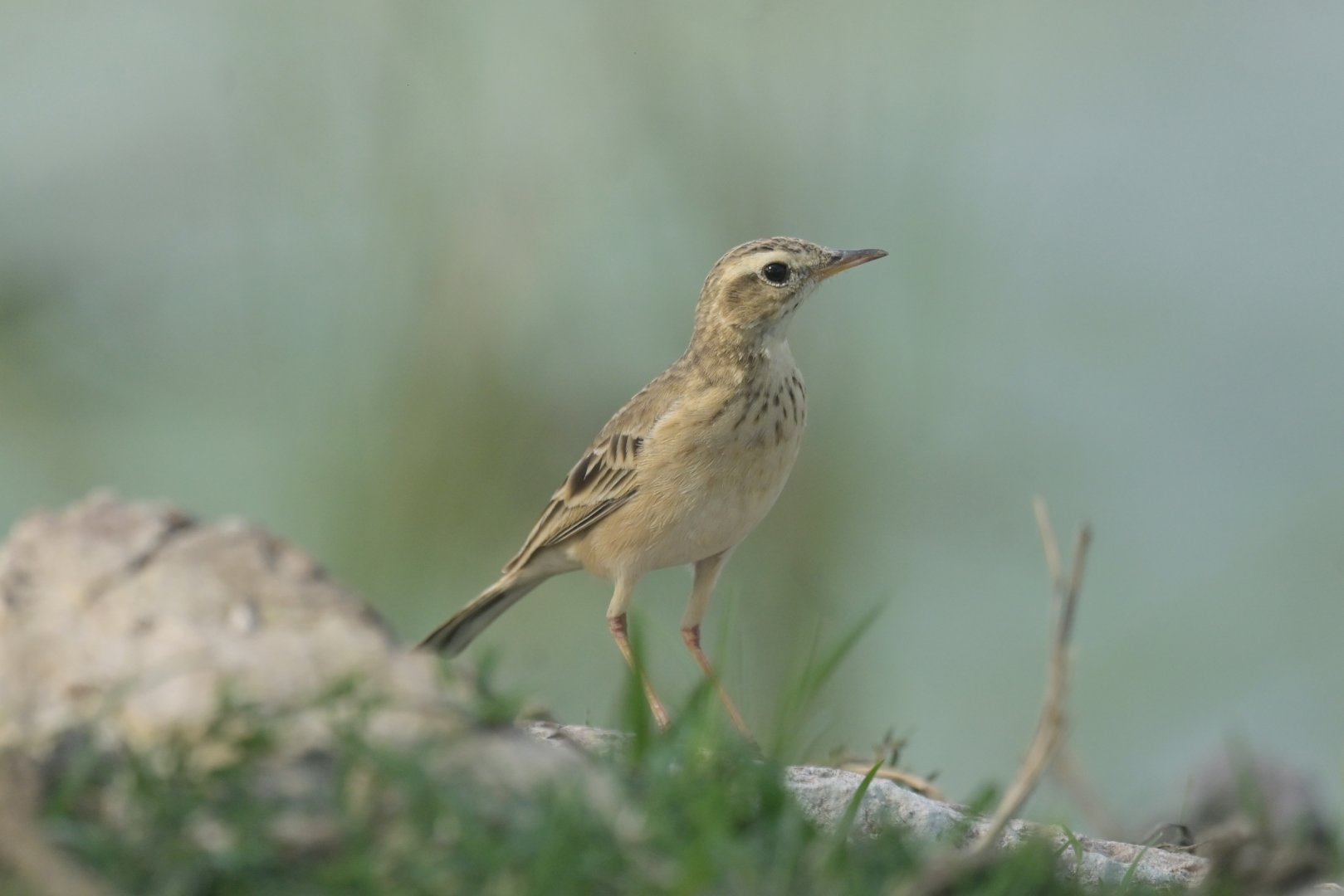 Tawny pipit Anthus campestris