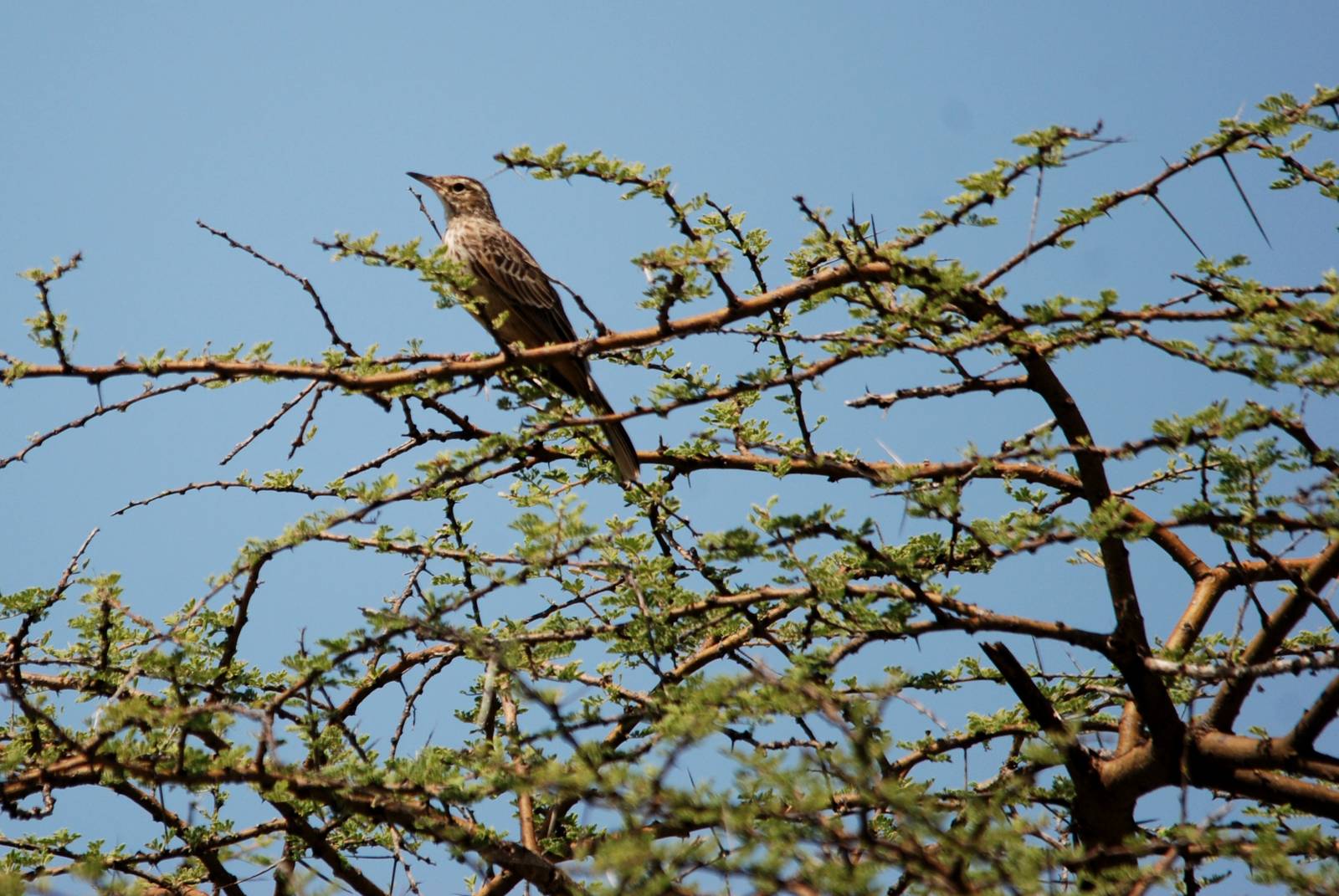 Tawny Pipit in Awash NP, 12/10/14