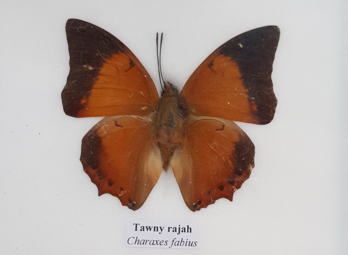 Tawny rajah