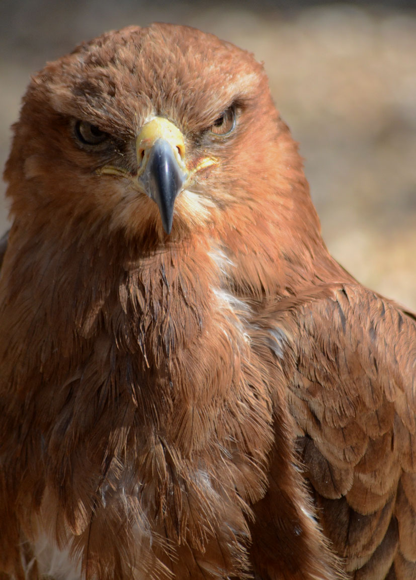 TAWNY_EAGLE_-_HAWK_CON_07_04_2015_939_