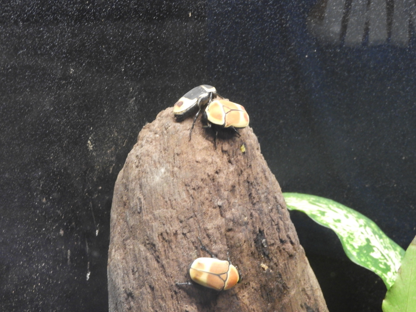 Taxi Cab Beetles (Pachnoda marginata)