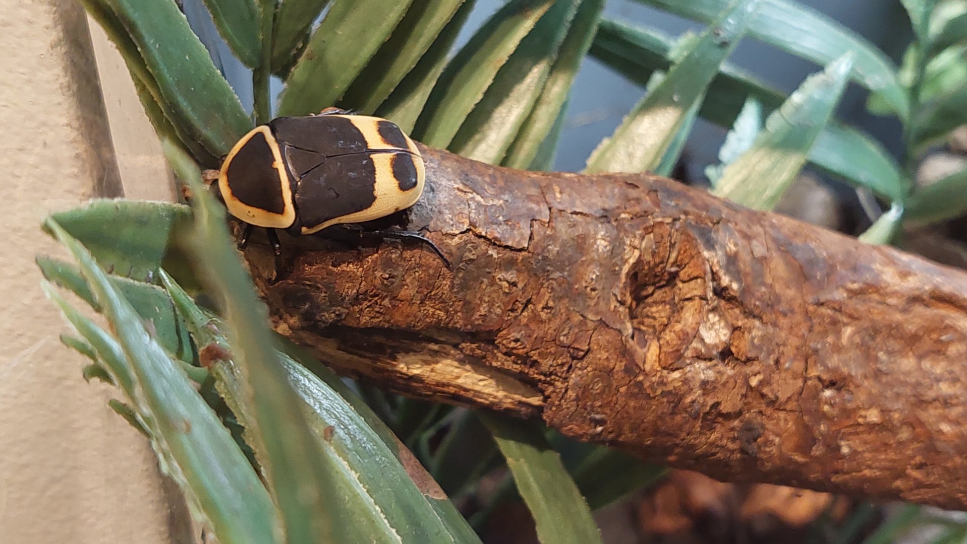 Taxicab beetle (Pachnoda peregrina)