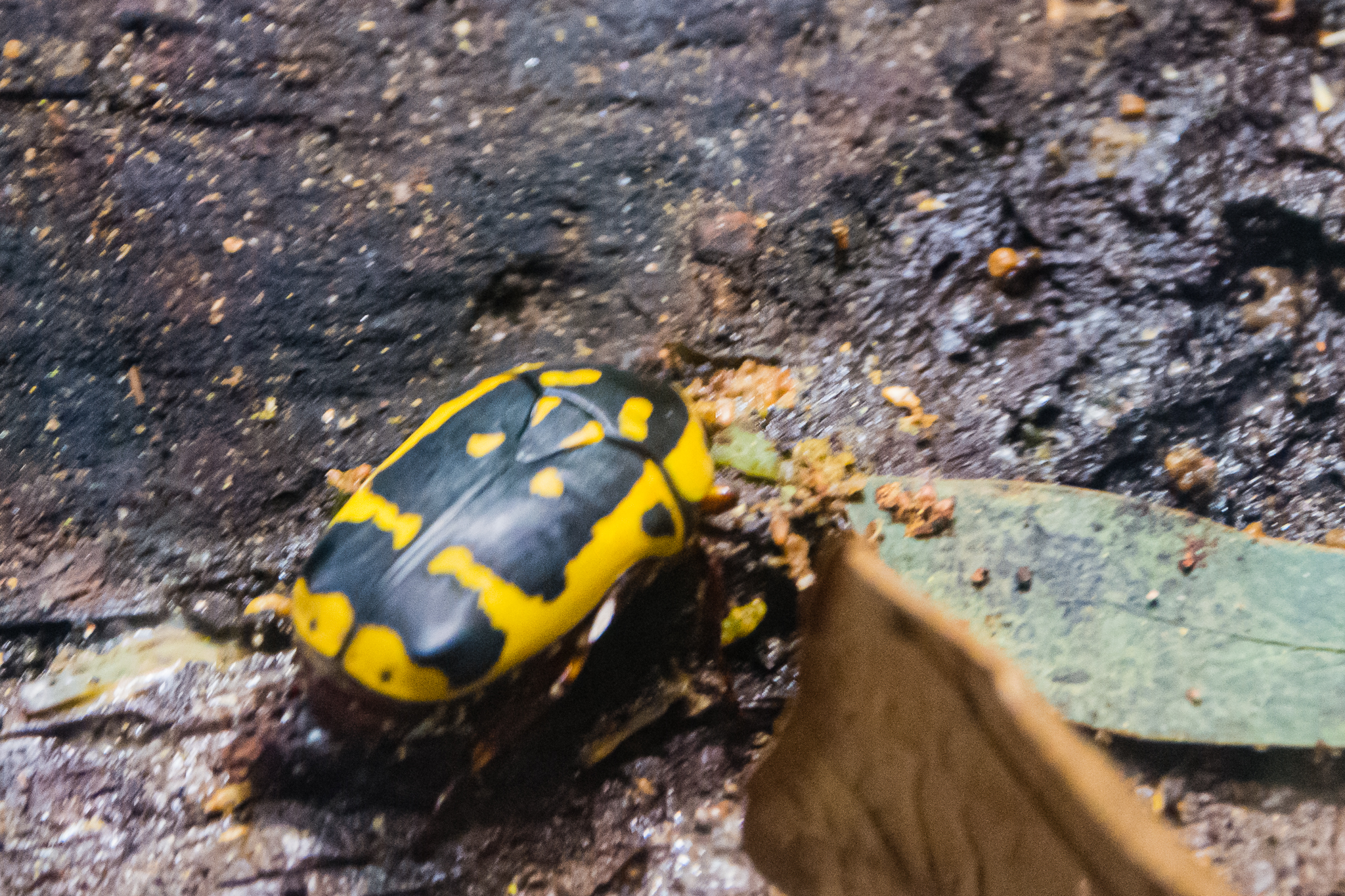 Taxicab Beetle-Spineless Marvels