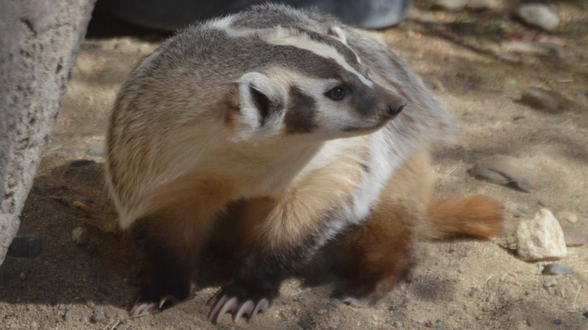 Taxidea taxus jacksoni